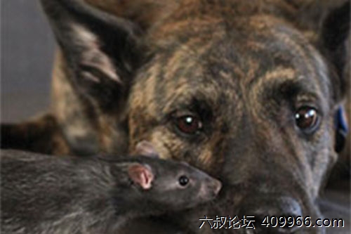2025年第048期幽默猜测：追逐