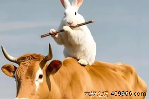 2025年第051期幽默猜测：兔子与牛的奇妙旅程
