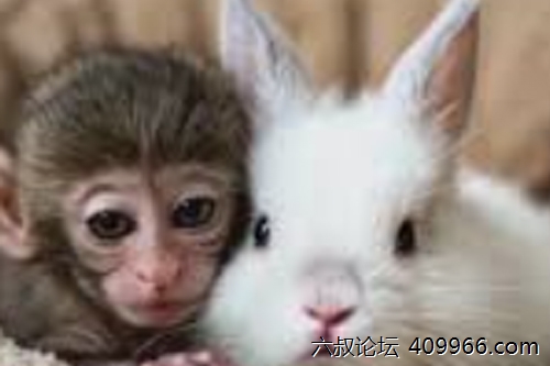 2025年第073期幽默猜测：月光下的比賽